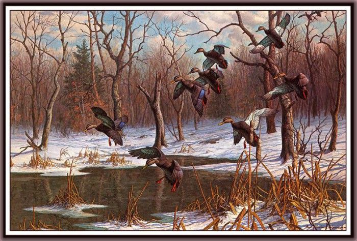 bs-na- Harry C Adamson- Wild Bounty- Black Ducks. ,  C