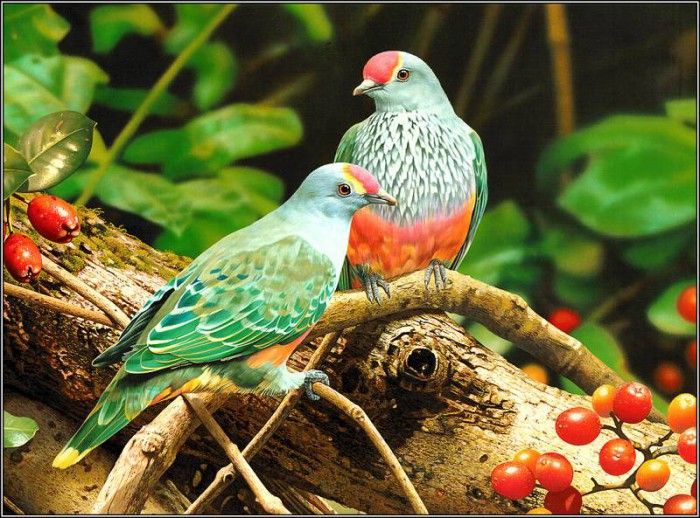 pa EgoGuiotto AG2004 12 Rose CrownedFruit Dove. Guiotto, 