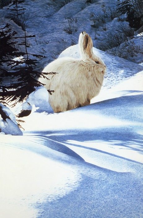 Parker, Ron - Varying Hare (end. , 