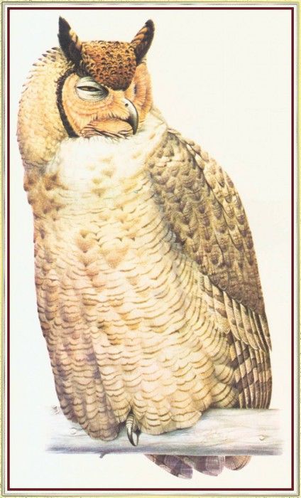 BarrettPeter EagleOwl-We. , 