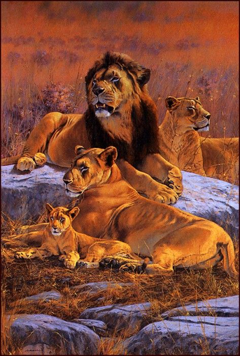 bs-na- Kim Donaldson- Lion Kingdom. , 