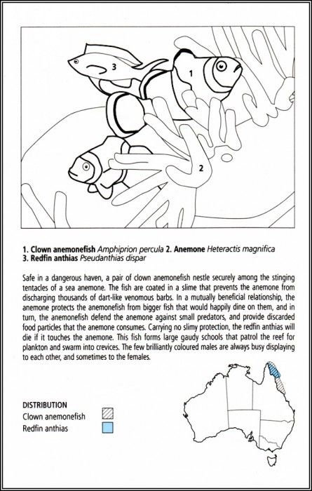 pa EgoGuiotto AG2004 11 ClownAnemonefish Key. Guiotto, 
