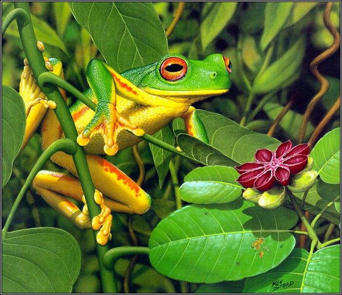pa KevinStead 00 Orange ThighedFrog. , 