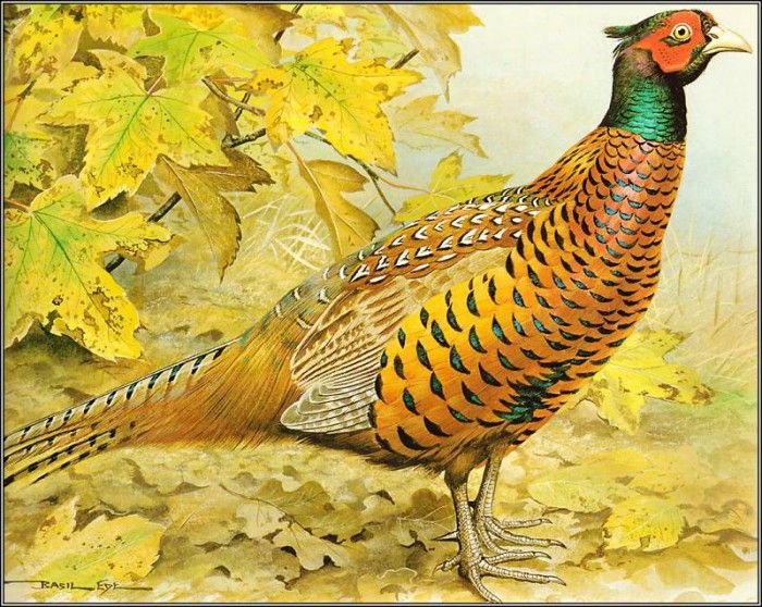 pa BasilEde 59 Pheasant. , 