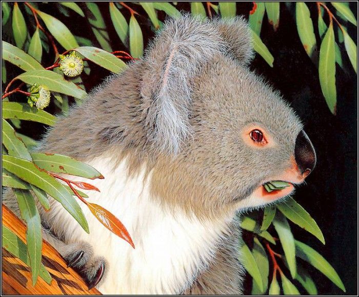 pa AGA 01 KevinStead Koala. , 