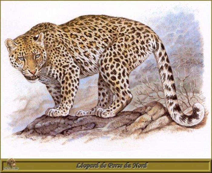 PO pfrd 048 Lopard de Perse du Nord. Dallet, 