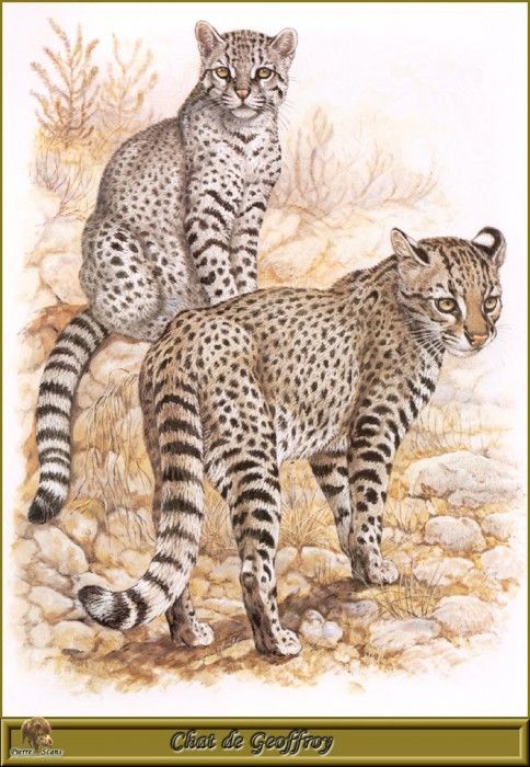 PO pfrd 032 Chat de Geoffroy. Dallet, ������