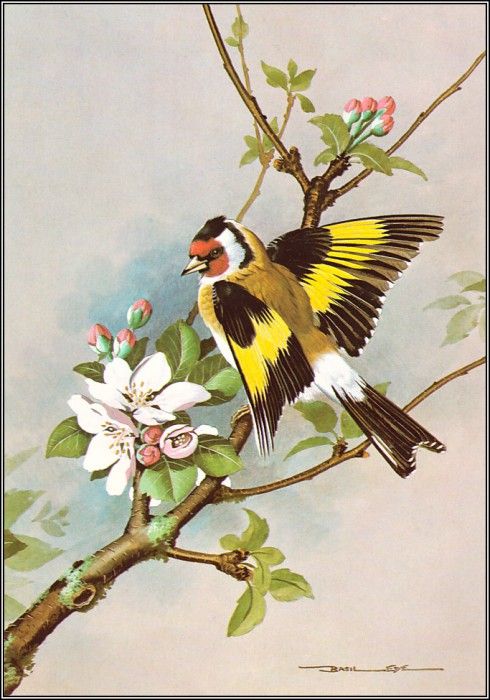 pa BasilEde 03 Goldfinch. , 