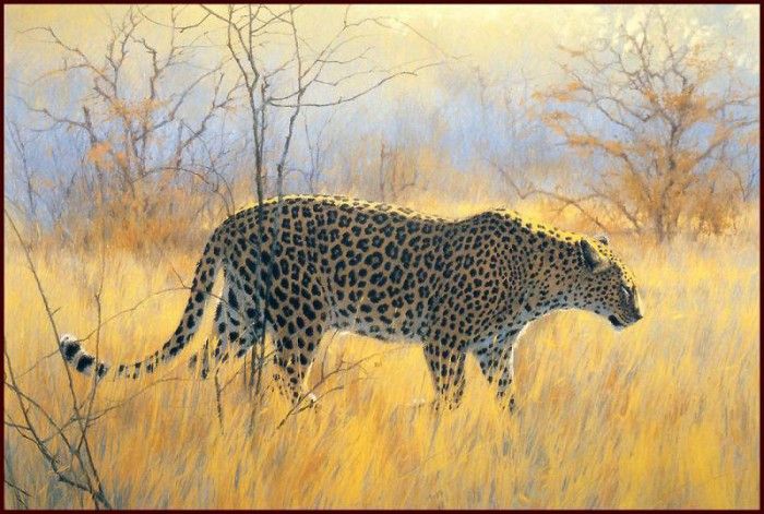 lrsAfrica07DonaldsonKim WinterMorningLeopard. , 