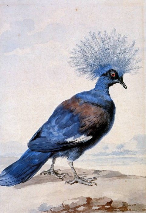 Schouman Aert Crowned pigeon Sun. Schouman, 