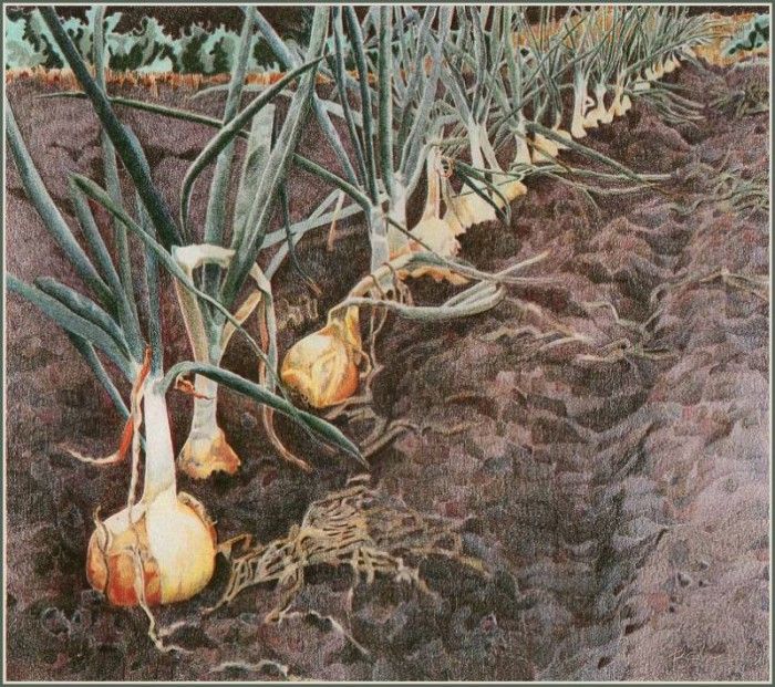 BarbaraNewton-Vashon Onions cr. , 