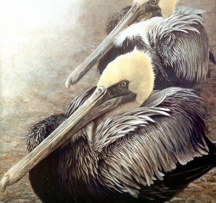 Birds 52 Brown Pelicans, 2001 Robert Bateman sqs. Bateman, 