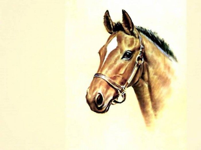 illustrated horse csg004 donald schwartz. , 