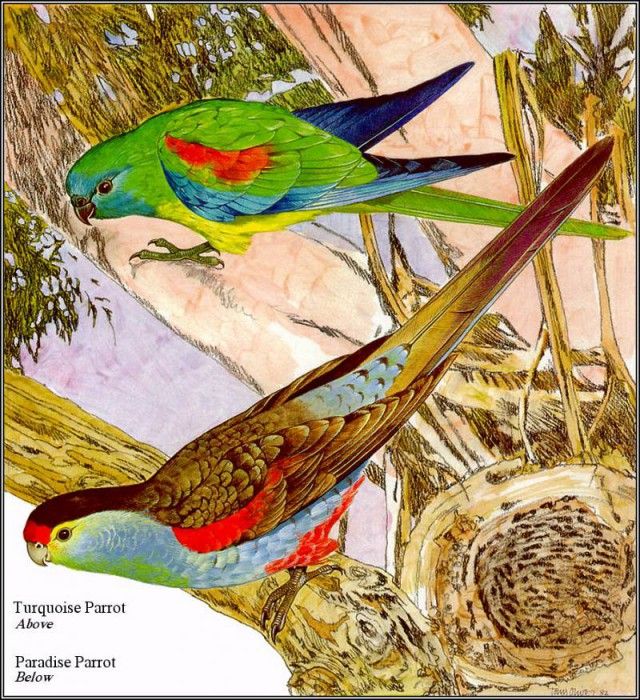 pa TonyOliver AustralianEndangeredWildlife 02. , 
