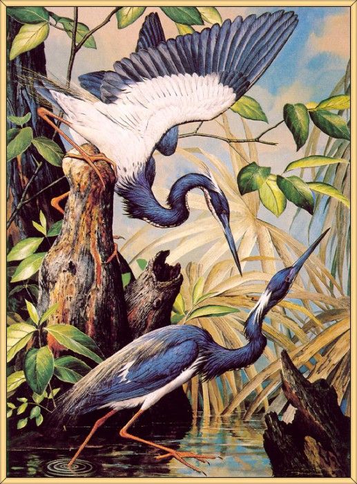 BasilEde-LouisianaHeron (sj-art297).  