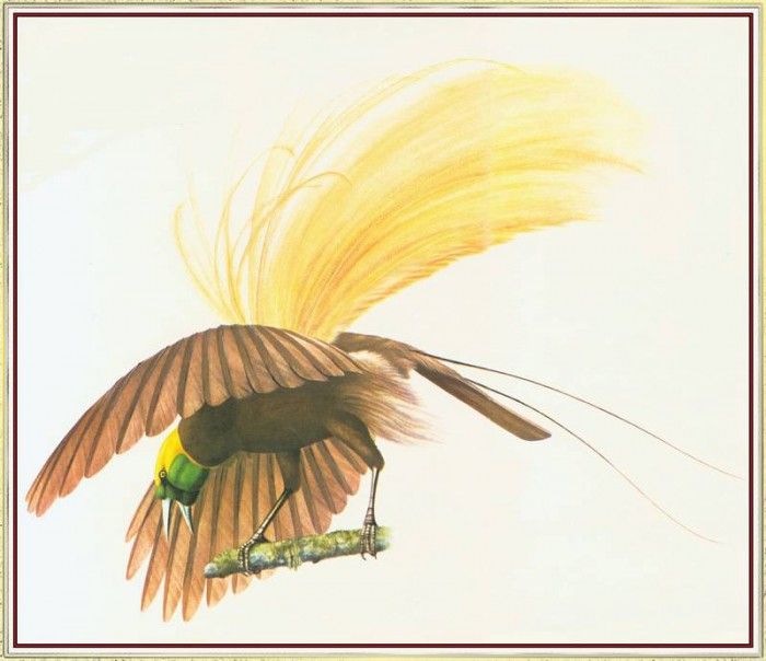 BarrettPeter GreaterBirdofParadise-We. , 
