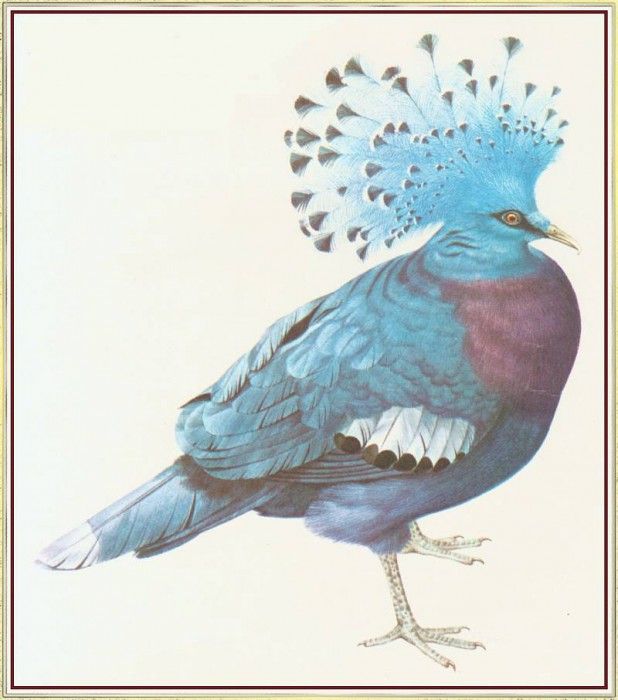 BarrettPeter VictoriaCrownedPigeon-We. , 