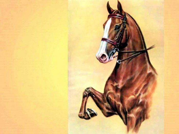 illustrated horse csg016 donald schwartz. , 