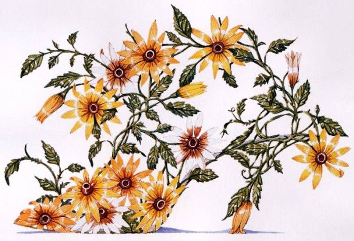 Dennis Kyte - Black-eyed Susan (I), De. , 