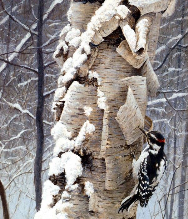 Birds 45 Hairy Woodpecker and Birch, 2001 Robert Bateman sqs. Bateman, 