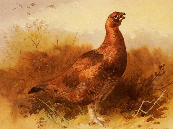 Thorburn Archibald Cock Grouse. , 