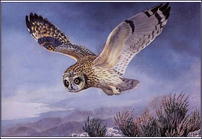 43639. Tunnicliffe, 