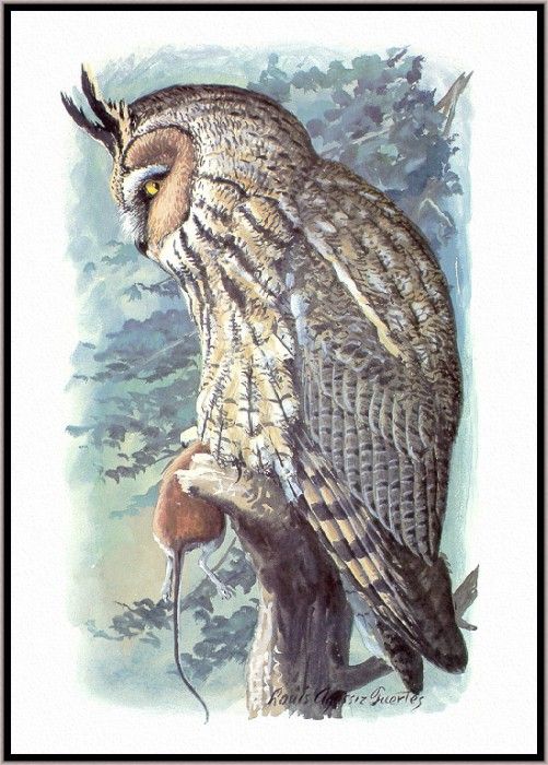 Fuertes-LouisAgassiz Long-earedOwl-sj. ,  F