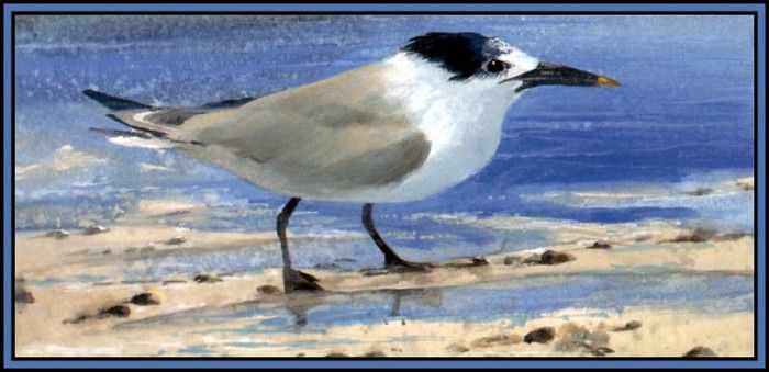 D50-AWE143-RB-Sandwich Tern 2(Winter). Bansemer, 