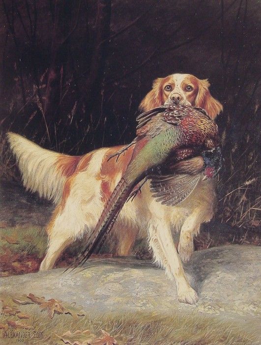 Springer Spaniel With Pheasant. , 