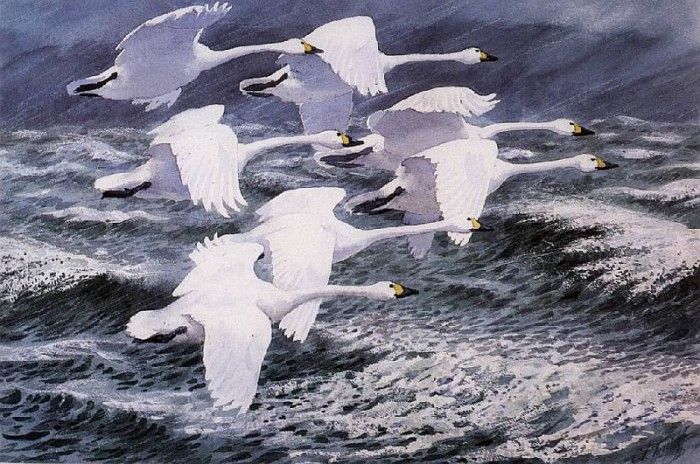 43596. Tunnicliffe, 