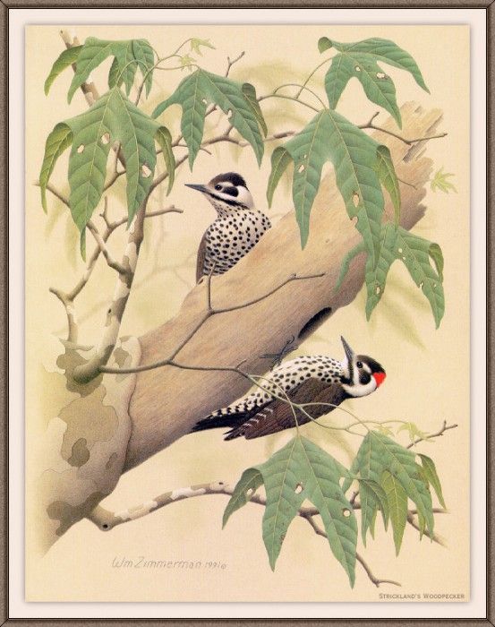 Sj WbZ 20 Stricklands Woodpecker. , 