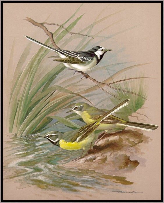 EdeBasil-ThePiedAndGreyWagtail-sj. , 