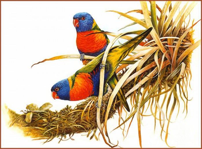 pa EricShepherd 06 RainbowLorikeet. , 