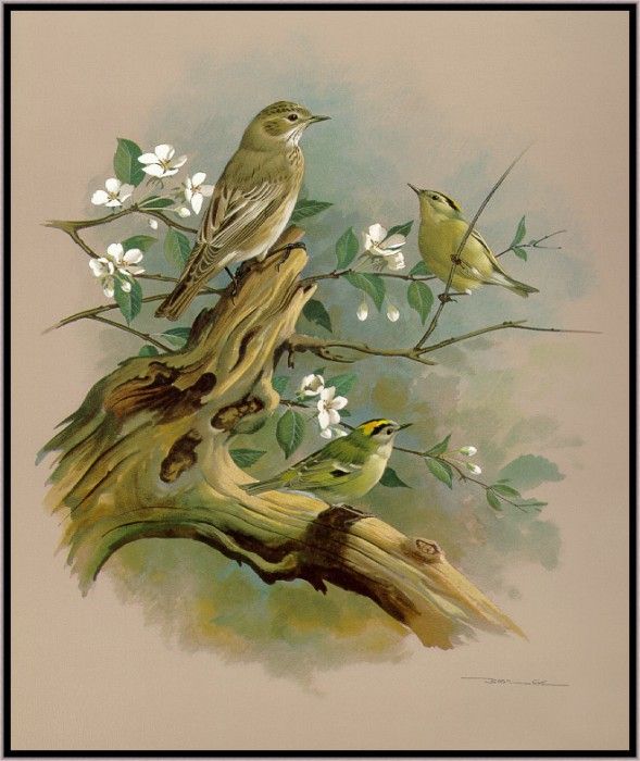 EdeBasil-TheGoldcrestAndSpottedFlycatcher-sj. ���, �������