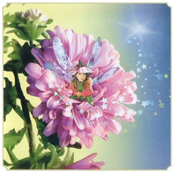 kb Cross Tom Aut Aster Fairy. , 
