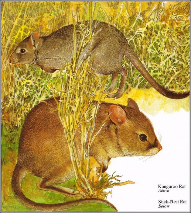 pa TonyOliver AustralianEndangeredWildlife 19. , 
