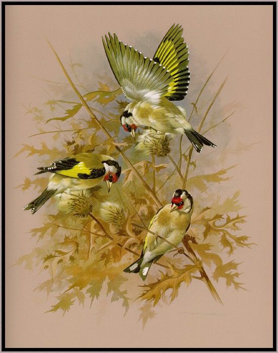 EdeBasil-TheGoldfinch-sj. , 