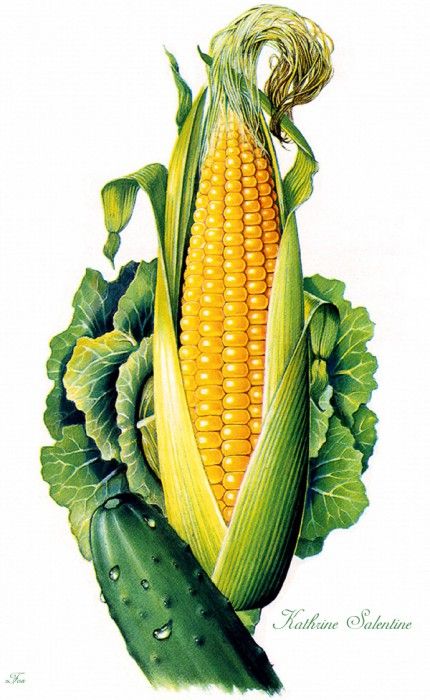 IS6 049 Kathrine Salentine 02 (Corn). Salentine, 