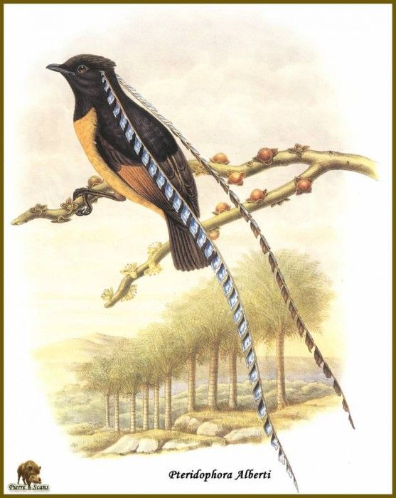 PO ptb 42 Paradisier du Roi de Saxe. , 