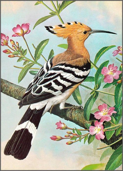 pa BasilEde 19 Hoopoe. , 