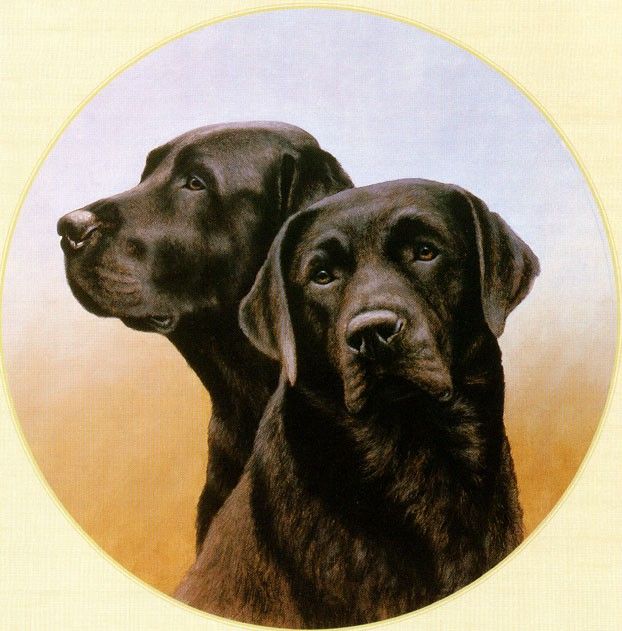 Ipl 0020 Portrait of Two Black Labs NigelHemming sqs. ,    