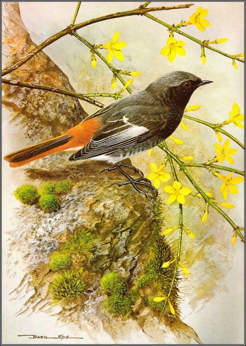 pa BasilEde 55 BlackRedstart. , 