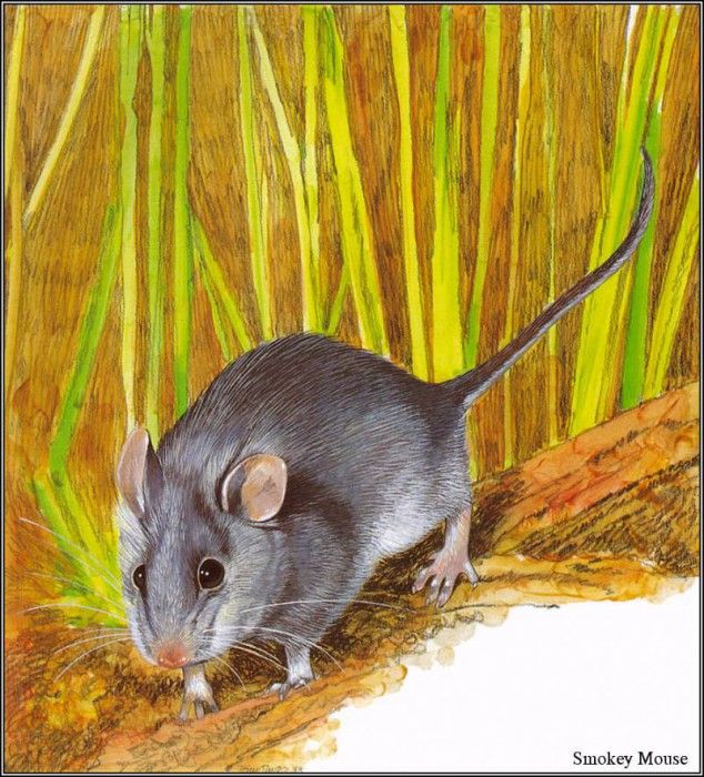 pa TonyOliver AustralianEndangeredWildlife 17. , 