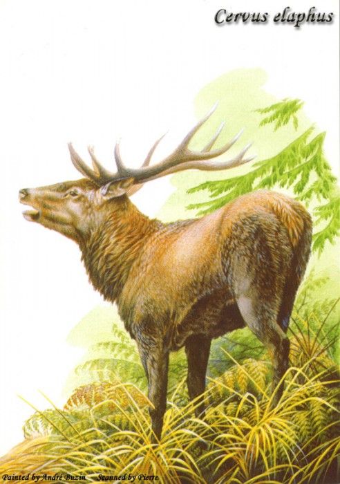 abs 19 cervus elaphus. , 