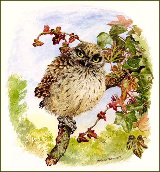 bs-na- Benjamin Perkins- Juvenile Little Owl. , 
