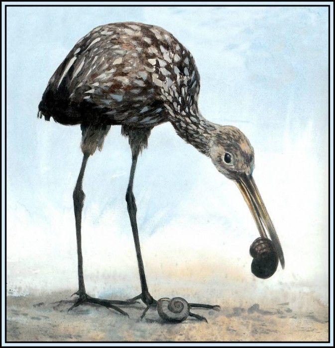 D50-AWE079-RB-Limpkin 1. Bansemer, 