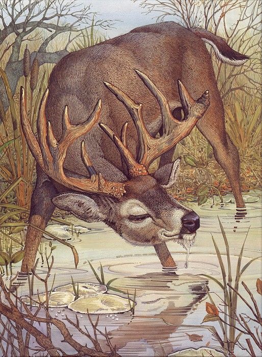 lrsDailyDonStag&HisAntlers.  
