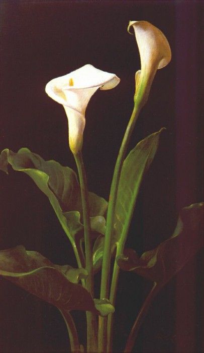 lambdin calla lilies 1874. Lambdin  Cochran