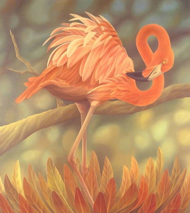 s4-vanishingspecies043-americanflamingo. , L