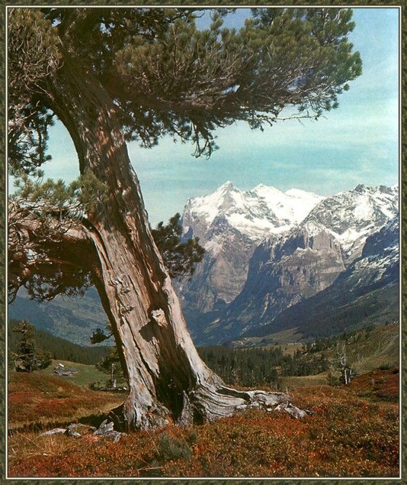 cr GerhardKlammet-Alps01-GrindelwaldAndTheWetterhorn. Klammet, 